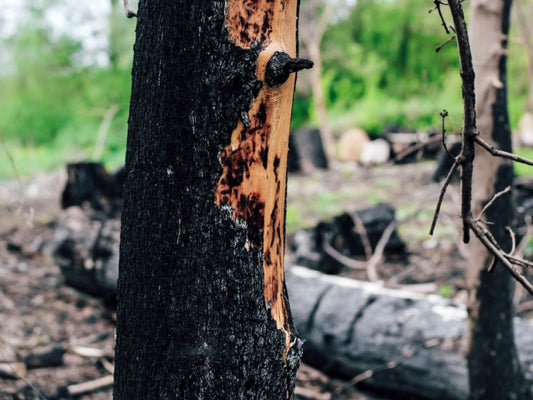 Tree can die if they burn on the test